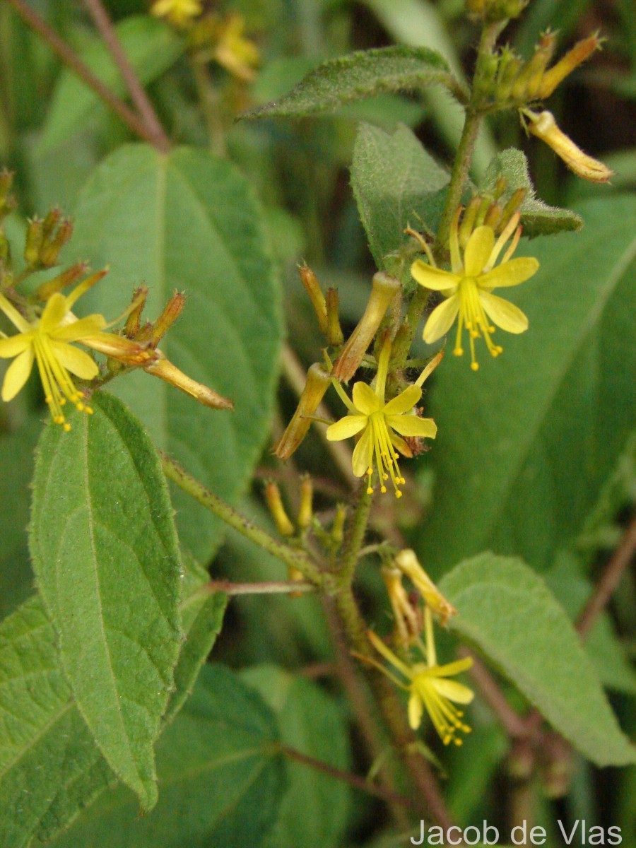 Triumfetta pilosa Roth